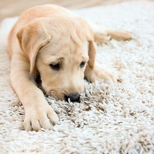 Dog chewing carpet