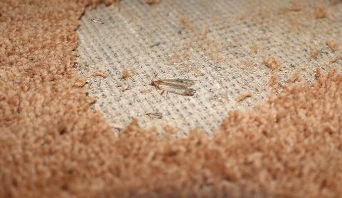 moth infested rug