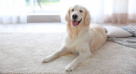 pet friendly rug pads