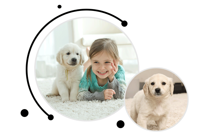 Pet odor and little pet on the carpet