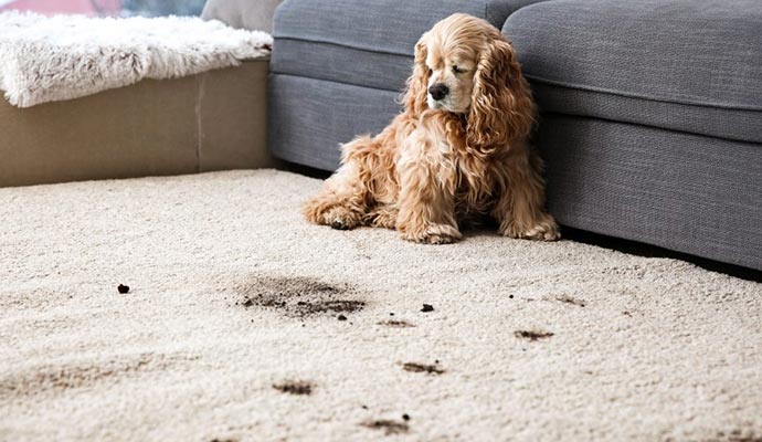 pet odor removal