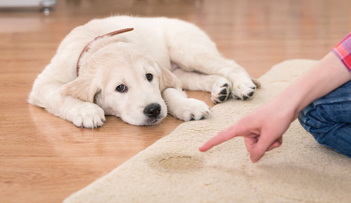 Heirloom® Rug Cleaning's Pet Urine Odor Removal Techniques