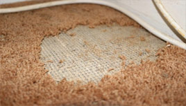 Moth Insect Control