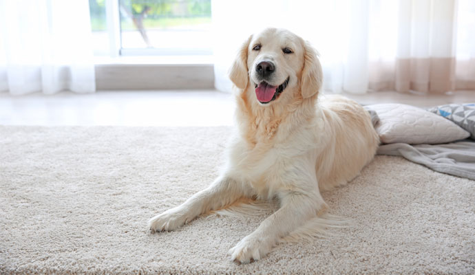 Rug Pads for Pets in Calgary, Airdrie & Chestermere