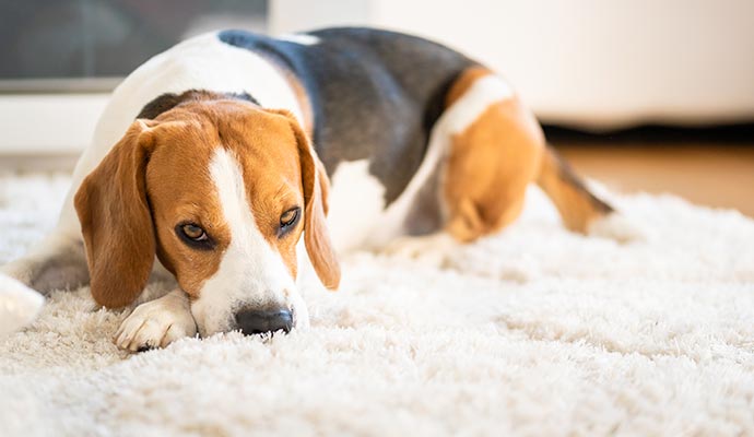 Grooming a happy pet, showcasing the importance of regular pet care and bonding.