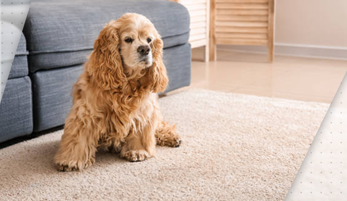 pet on clean rug