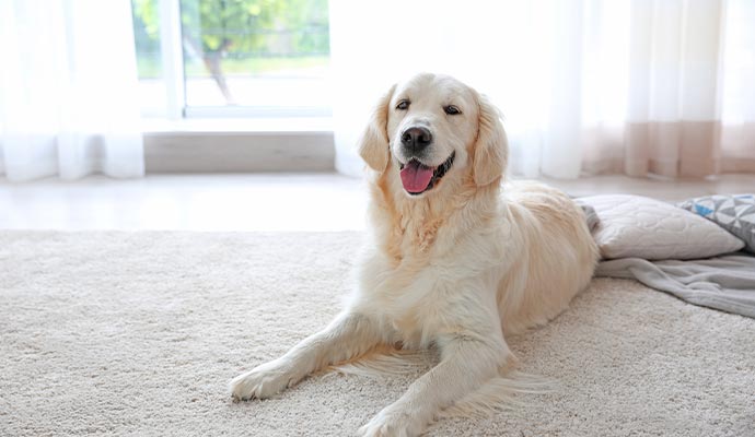 A pet sitting on rug