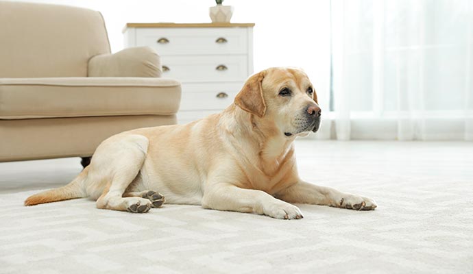 Keep your rug safe from pets: tips for a pet-friendly home.
