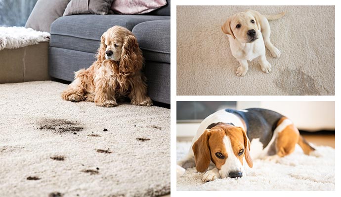 Dealing with pets: tackling rug odors, stains, and chewing damage for a clean home