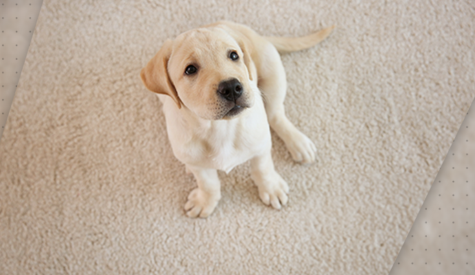 pet on clean rug