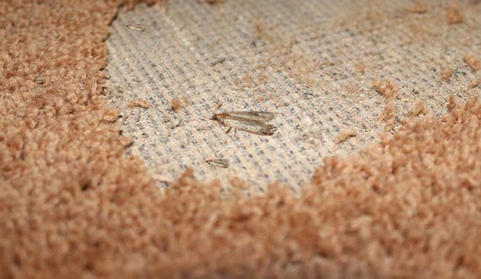 rug protection using Moth repellant in Calgary
